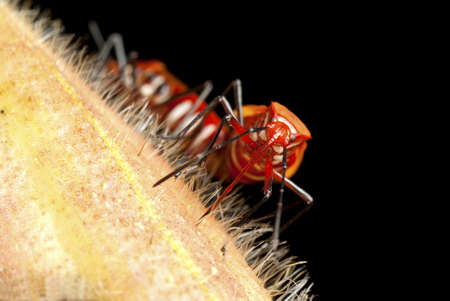 Red Cotton Bugs - Dysdercus cingulatus, Mating on a Wild Fruitの写真素材