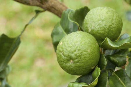 Kaffir Limesの写真素材