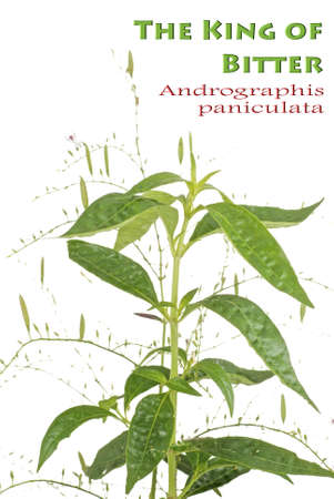 The King of Bitter Herb also known as Andrographis paniculataの写真素材