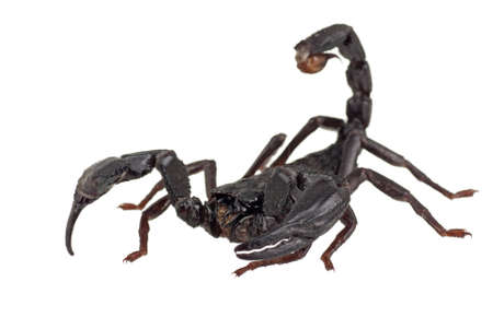 Asian Forest Scorpian also known as Heterometrus longimanusの写真素材