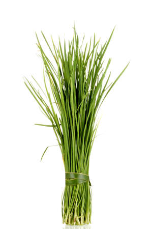 Chinese Garlic Chives also known as Ku Chaiの写真素材