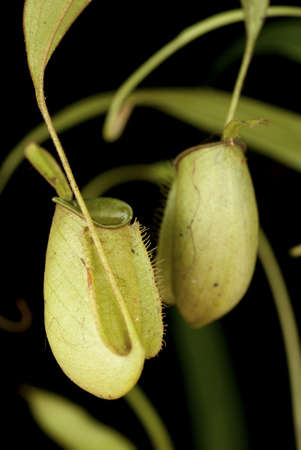 Monkey Cups - Nepenthes sp.の写真素材