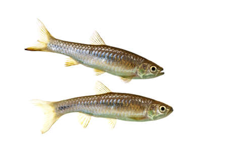 A Pair of Rasbora Myersi also known as Myer's Rasborasの写真素材