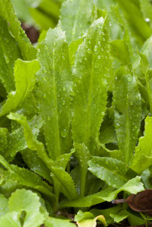 Sawtooth Coriander - Eryngium foetidumの写真素材