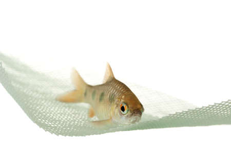 Fish in the Net - Puntius sealei の写真素材