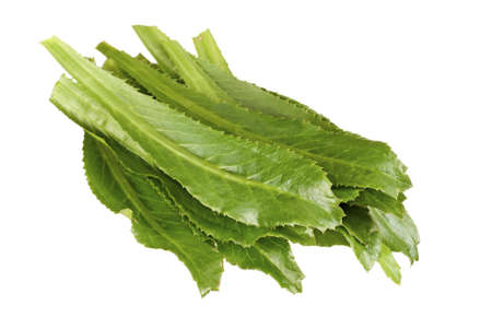 Sawtooth Coriander - Eryngium foetidumの写真素材