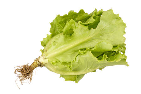 Chinese Lettuceの写真素材