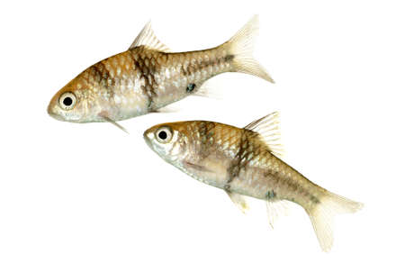 A Pair of Juvenile Barbodes lateristriga also known as Spanner Barbs or T-Barbsの写真素材