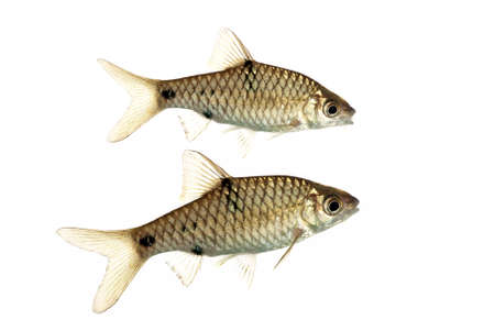 A Pair of Puntius Banksi also known as Saddle Barbsの写真素材