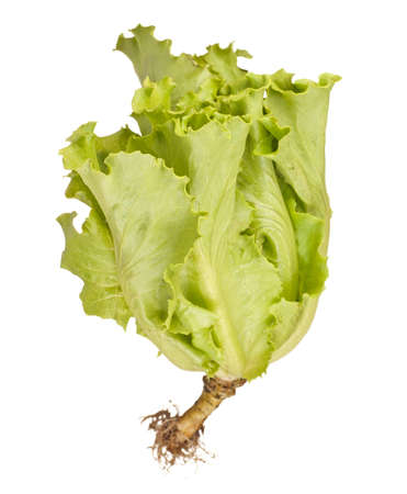 Chinese Lettuce Greensの写真素材