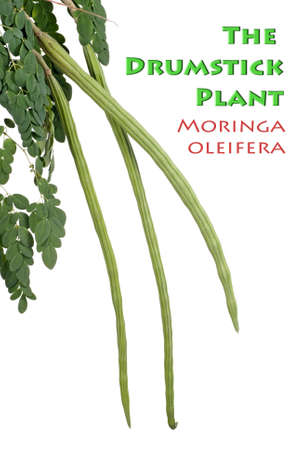 The Drumstick Plant also known as Moringa oleiferaの写真素材