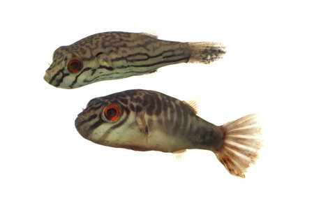 A Pair of Carinotetraodon salivator also known as Zerba Puffers