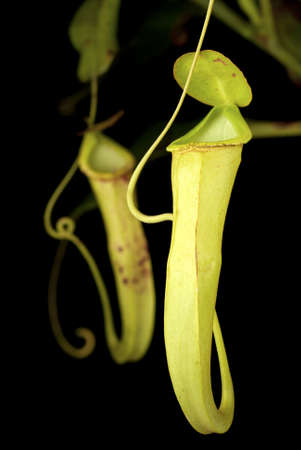 Wild Pitcher Plantsの写真素材