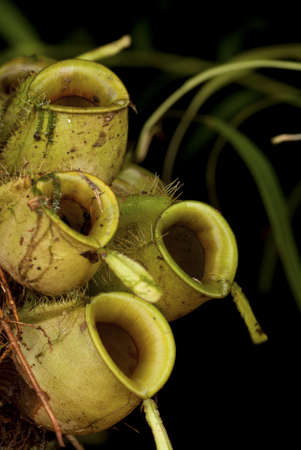 Floor Dwelling Monkey Cup - Nepenthes sp.の写真素材