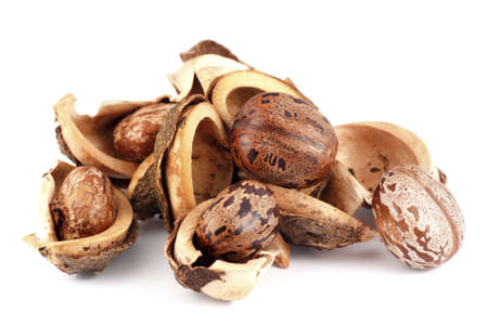 Rubber Seeds on White Backgroundの写真素材