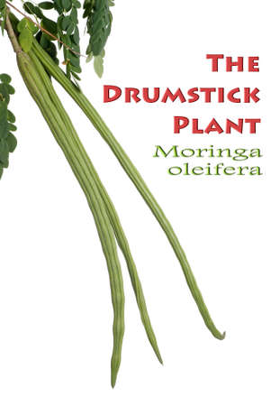 The Drumstick Plant also known as Moringa oleiferaの写真素材