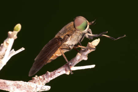 Female Horse Fly - Tabanus sp. の写真素材