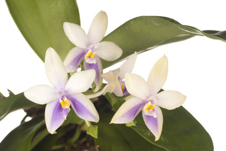 Phalaenopsis bellina Normah
