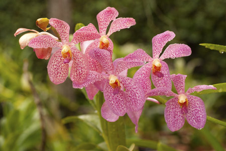 Vanda Orchids
