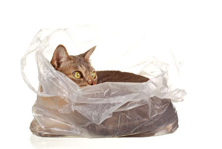 Cat in the Bagの写真素材