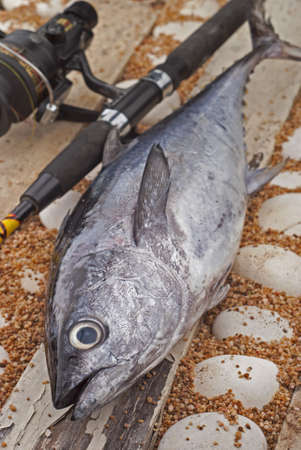 Skipjack Tunaの写真素材