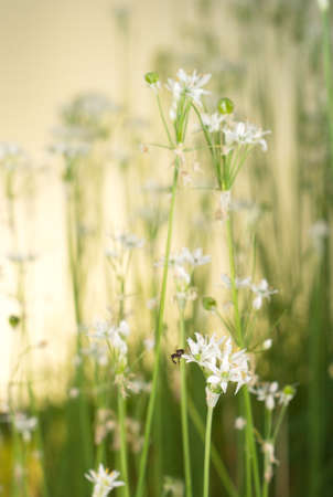 Chinese Garlic Flowersの写真素材