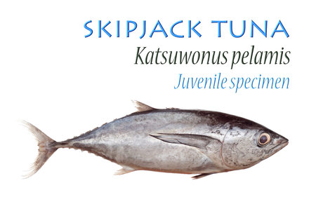 Juvenile Skipjack Tuna 