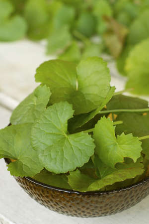 Pennywort or Penny Wort; Non sharpened fileの写真素材