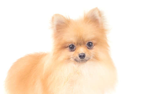 Pomeranianの写真素材