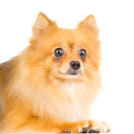 Adult Female Pomeranianの写真素材