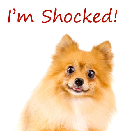 Shocked Pomeranian Expressionの写真素材