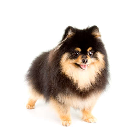 Tan and Black Male Pomeranianの写真素材