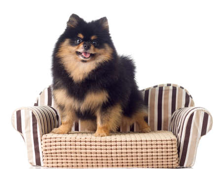 Black and Tan Pomeranianの写真素材