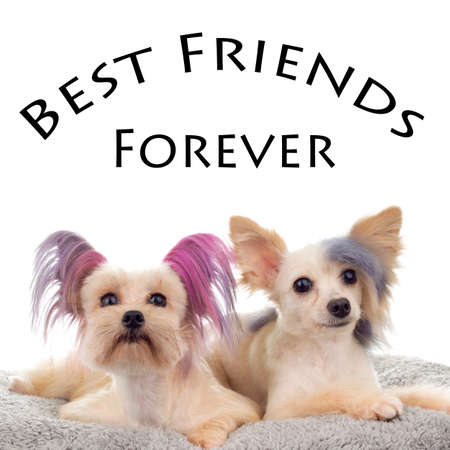 Best friends Forever Steam Punk Maltipooの写真素材