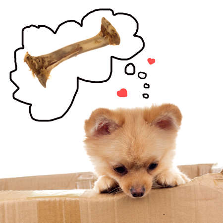 Pomeranian ala Little Bear dreaming about chewieの写真素材