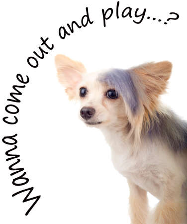 Steamed Punk Maltipoo Looking for a playmateの写真素材