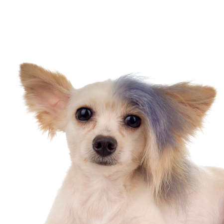 Steamed Punk Maltipoo, a designer toy dog breedの写真素材