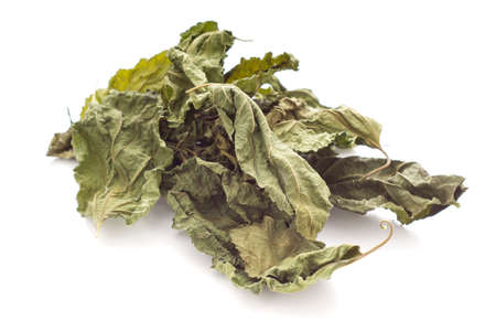 Dried Mulberry Leaves, an caffine-free tea alternative. Non sharpenの写真素材