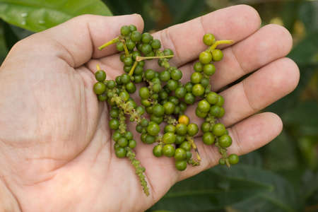 Fresh Green Peppercorn Drupes; non sharpened fileの写真素材