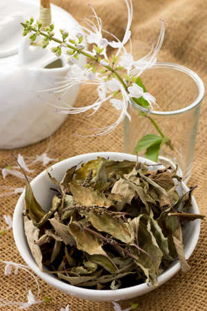 Dried and Fresh Kuching Misai; Orthosiphon stamineus. Non sharpened fileの写真素材