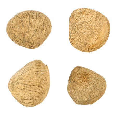 Buah Keluak, Pangium edule; not sharpened fileの写真素材