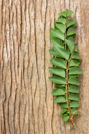 Fresh Curry Leaves w Copy Space; non-sharpened fileの写真素材