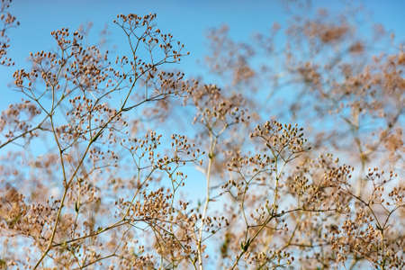 Dried bush branches with blue sky on the backgroundの写真素材