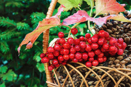 Pine cones in a basket with cluster of guelder rose and conifer backgroundの写真素材