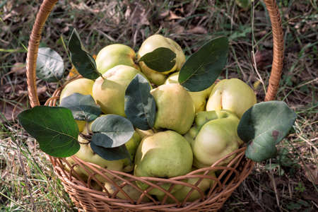 Garden basket full of fresh quince fruits close-up viewの写真素材