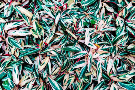 Trcal plant green leaves textureの写真素材