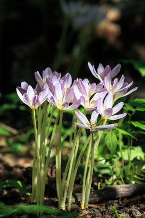 Bunch of beautiful blooming purple crocus flowers in a sunny forestの写真素材