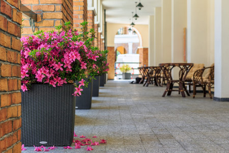 A resort hotel outdoor terrace with pots of scarlet blooming flowers at summerの写真素材