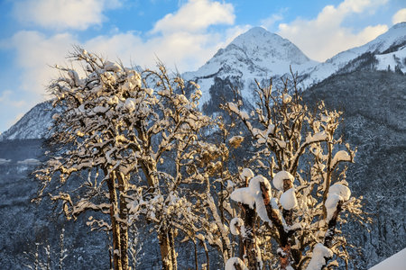 Beautiful snowy mountain peak and blue sky scenic winter landscape with a snow covered tree on the sunny foreground. Aibga Peak in Caucasus mountains, Sochi, Russia.の写真素材