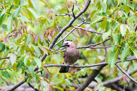 Common jay on tree branch on green leaves background close upの写真素材